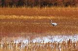 Lone Sandhill Crane_73011